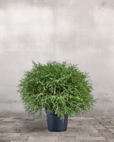 type=Ingen krukke/color=Ingen farve