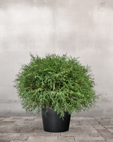 type=Greenify Udendørskrukke/color=Sort