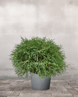 type=Greenify Udendørskrukke/color=Grå