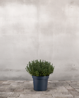 type=Ingen krukke/color=Ingen farve