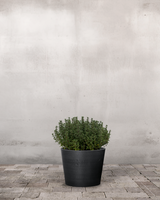 type=Greenify Udendørskrukke/color=Sort