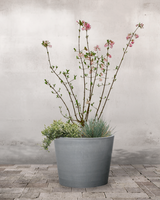 Den Tidlige Forårskrukke - Ø44