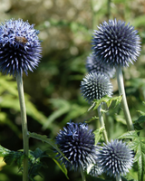 Tidselkugle, Echinops bannaticus 'Taplow Blue' - 13 cm potte