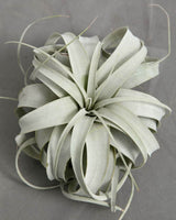 Tillandsia