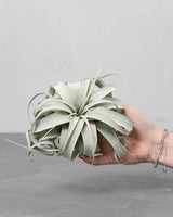 Tillandsia