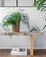 Slørasparges, Asparagus Setaceus - 40-60 cm