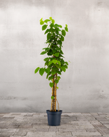 type=Ingen krukke/color=Ingen farve