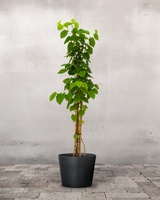 type=Greenify Udendørskrukke/color=Sort