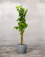 type=Greenify Udendørskrukke/color=Grå