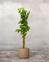 type=Simple krukke/color=Pale Terracotta