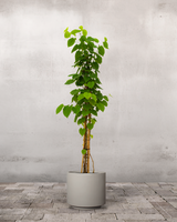 type=Simple krukke/color=Light Sand