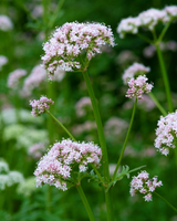 Lægebaldrian, Valeriana Officinalis - 12 cm potte