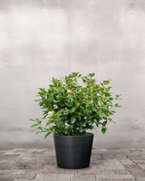 type=Greenify Udendørskrukke/color=Sort