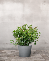 type=Greenify Udendørskrukke/color=Grå