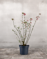 type=Ingen krukke/color=Ingen farve