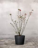 type=Greenify Udendørskrukke/color=Sort