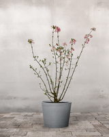 type=Greenify Udendørskrukke/color=Grå