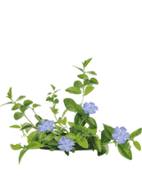 Vintergrøn, Vinca Minor