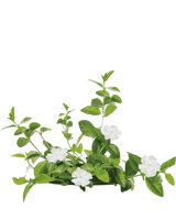 Vintergrøn, Vinca Minor 'Alba'