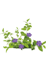 Vintergrøn, Vinca Minor 'Atropurpurea'