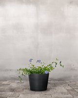 type=Greenify Udendørskrukke/color=Sort