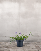 type=Ingen krukke/color=Ingen farve