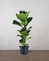 type=Ingen krukke/color=Ingen farve