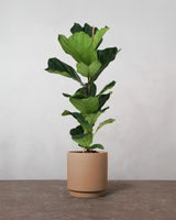 type=Simple krukke/color=Pale Terracotta