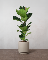 type=Simple krukke/color=Light Sand