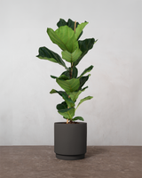 type=Simple krukke/color=Warm Black