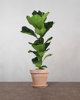 type=Terracotta krukke/color=Terracotta