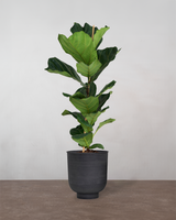 type=Vig krukke/color=Sort