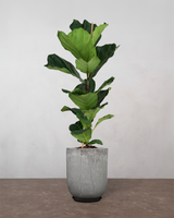 type=Glaseret krukke/color=Grå