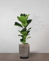 type=glaseret krukke/color=nougat