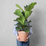 Violinfigen, Ficus lyrata - 100-120 cm