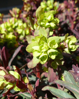 Vortemælk, Euphorbia amygdaloides 'Purpurea' - 13 cm potte