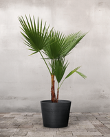 type=Greenify Udendørskrukke/color=Sort