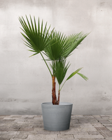 type=Greenify Udendørskrukke/color=Grå