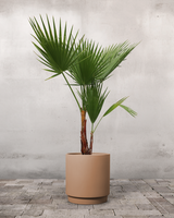 type=Simple krukke/color=Pale Terracotta