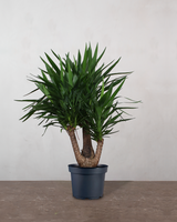 type=Ingen krukke/color=Ingen farve