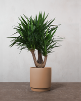 type=Simple krukke/color=Pale Terracotta