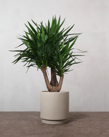 type=Simple krukke/color=Light Sand