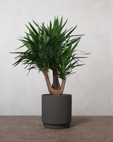 type=Simple krukke/color=Warm Black