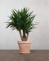 type=Terracotta krukke/color=Terracotta