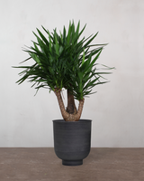 type=Vig krukke/color=Sort