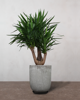 type=Glaseret krukke/color=Grå