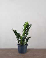 type=Ingen krukke/color=Ingen farve