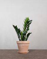 type=Terracotta krukke/color=Terracotta