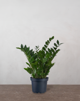 type=Ingen krukke/color=Ingen farve