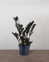 type=Ingen krukke/color=Ingen farve